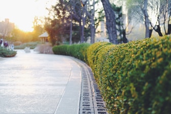 Picture of a natural fence aside a walking path in some urban area.