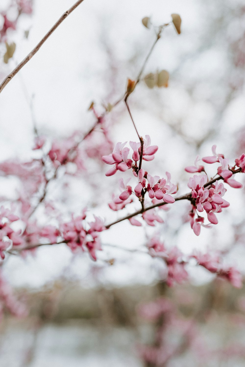 pink cherry blossom in close up photography