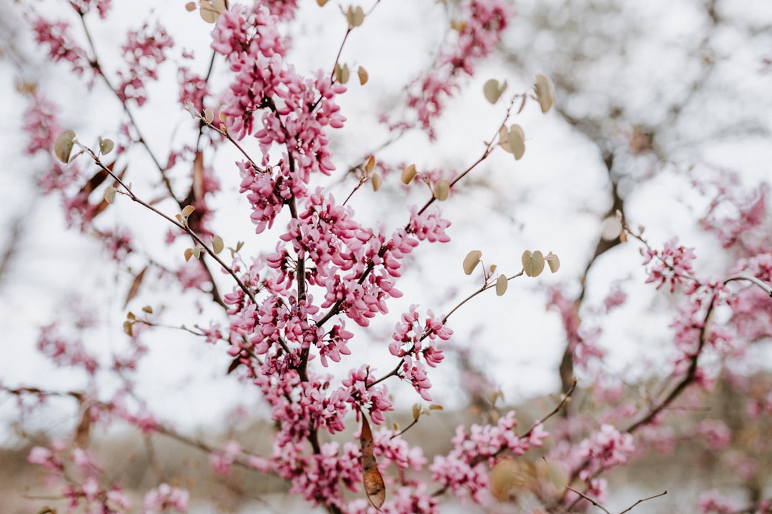 pink and white flower in tilt shift lens