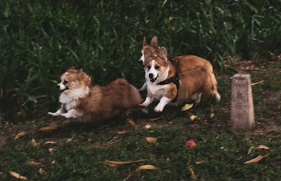 brown and white corgi puppy on green grass field during daytime