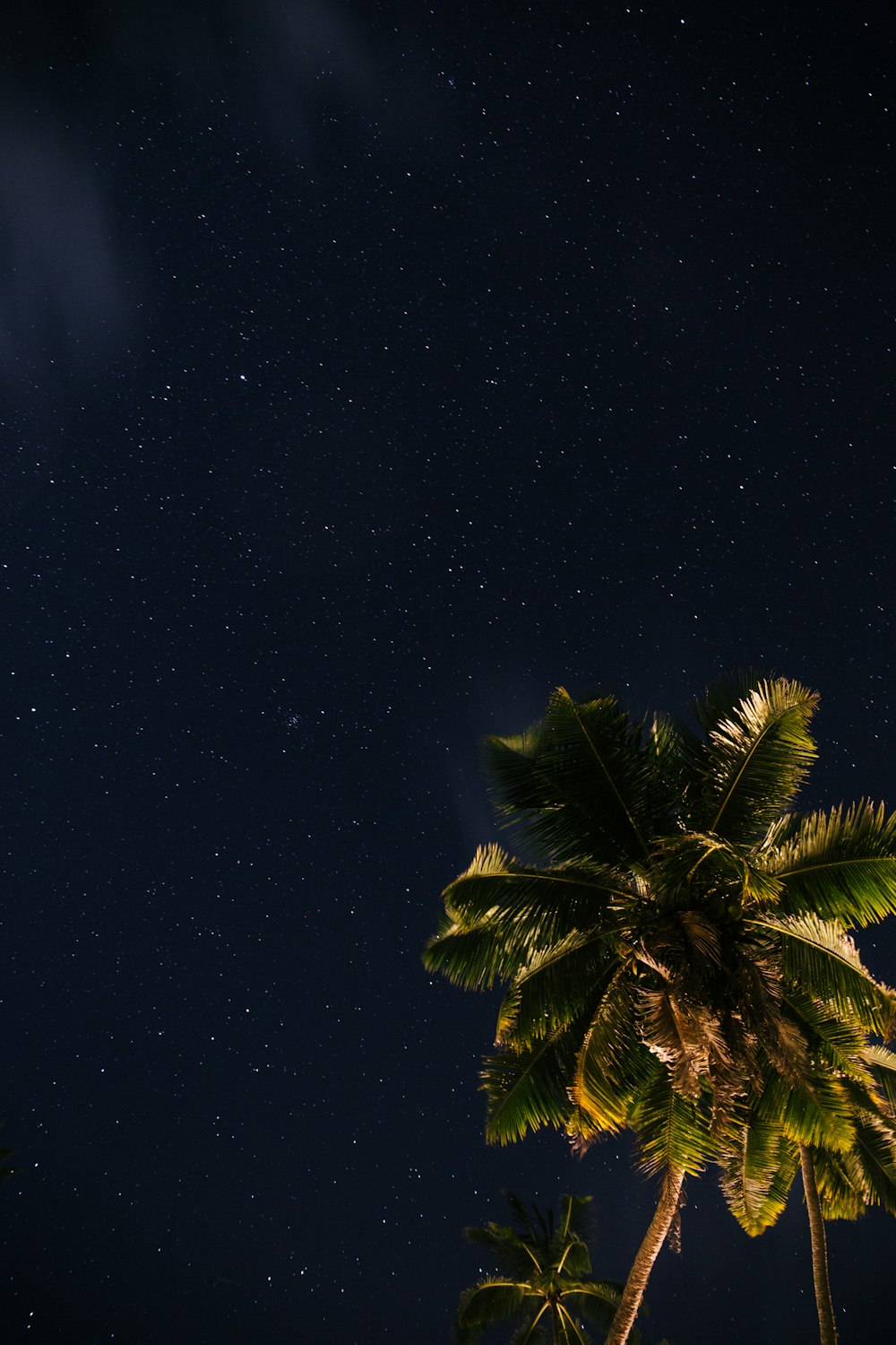 green palm tree under starry night