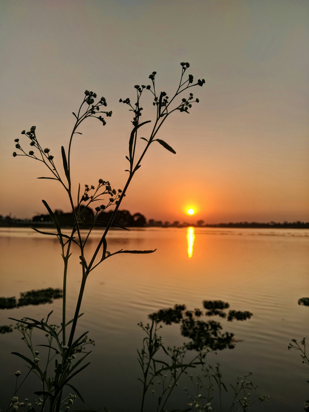 silhouette of plant on water during sunset