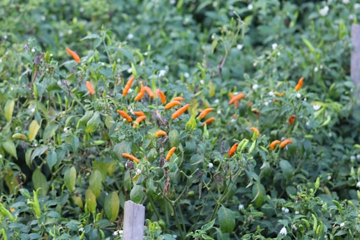 A lush green garden filled with numerous small chili plants. The plants have vibrant orange chilies growing amongst dense green foliage. Some of the leaves appear slightly wilted or discolored, indicating a mix of healthy and less healthy plants.