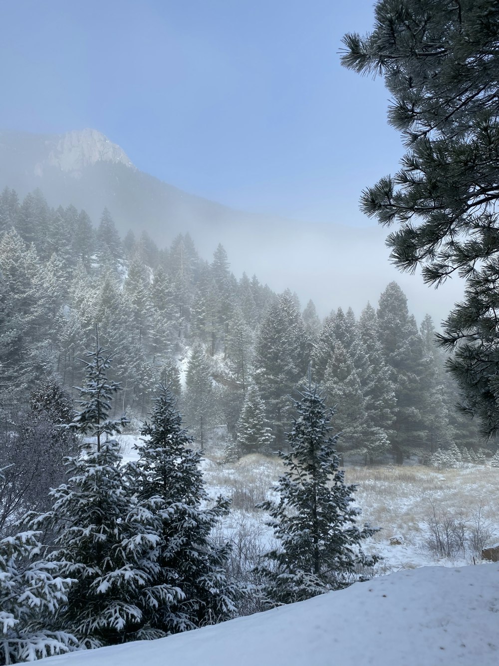 green pine trees covered with snow during daytime