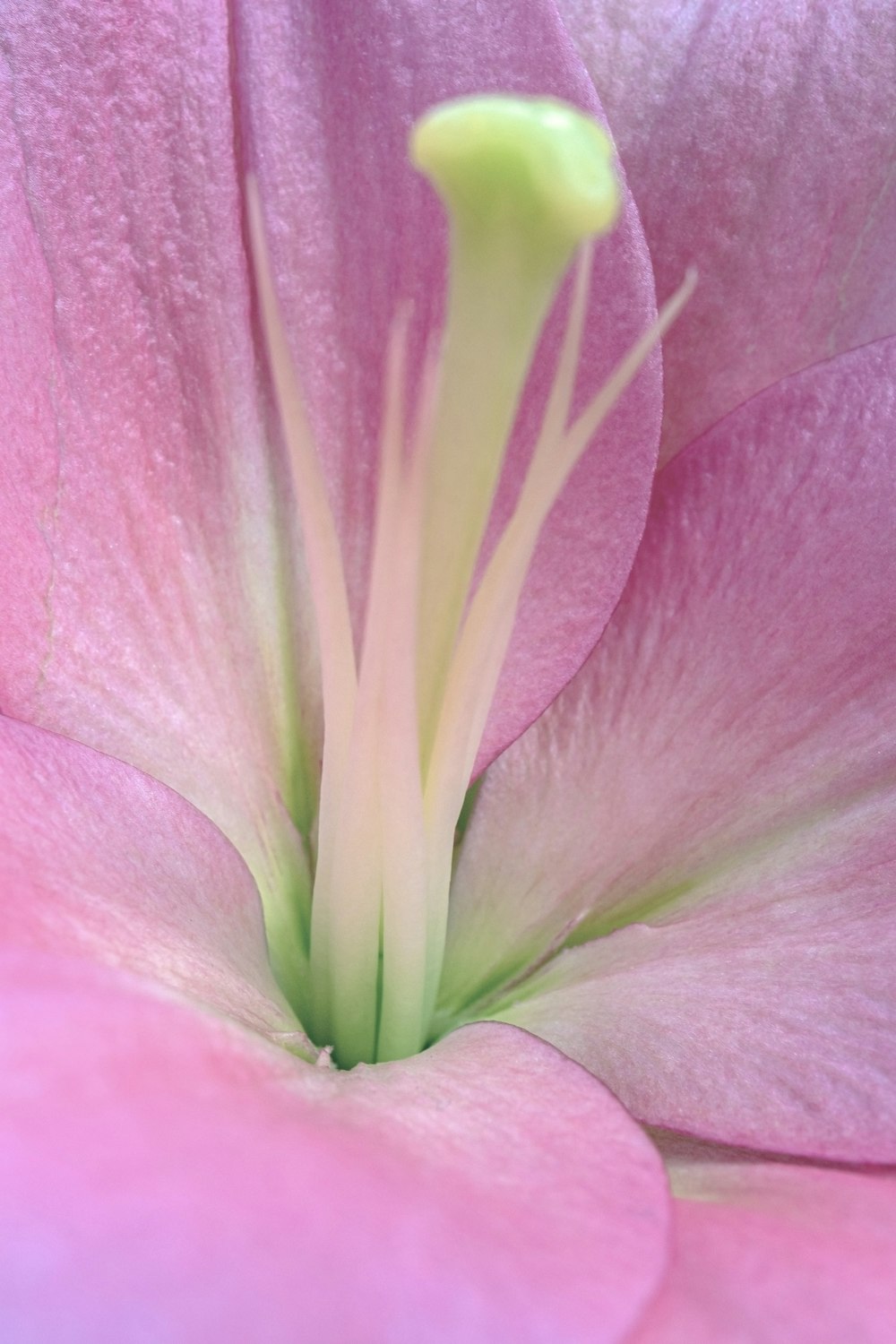 Rosa Blume in der Makrofotografie