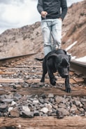 black short coat medium dog on brown wooden stairs during daytime