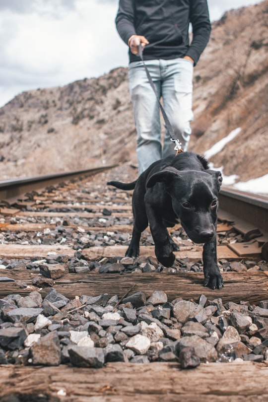 black short coat medium dog on brown wooden stairs during daytime in Utah United States