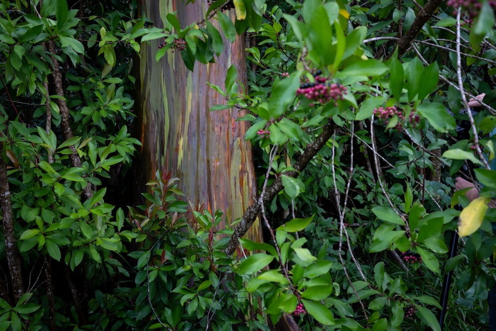 hojas verdes en una cerca de madera marrón