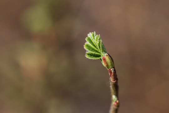 green leaf in tilt shift lens in Thimphu Bhutan