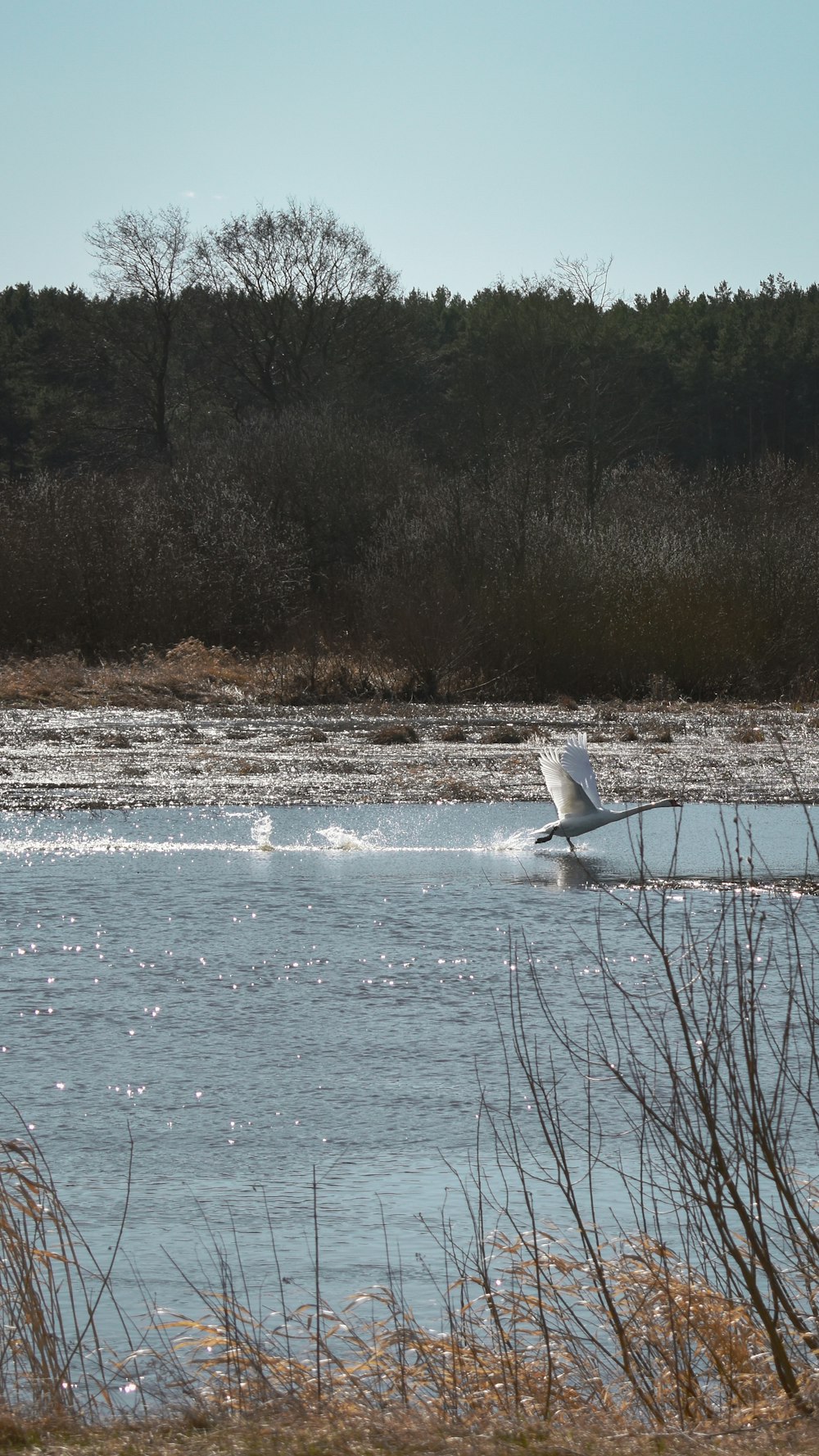 white bird flying over the sea during daytime