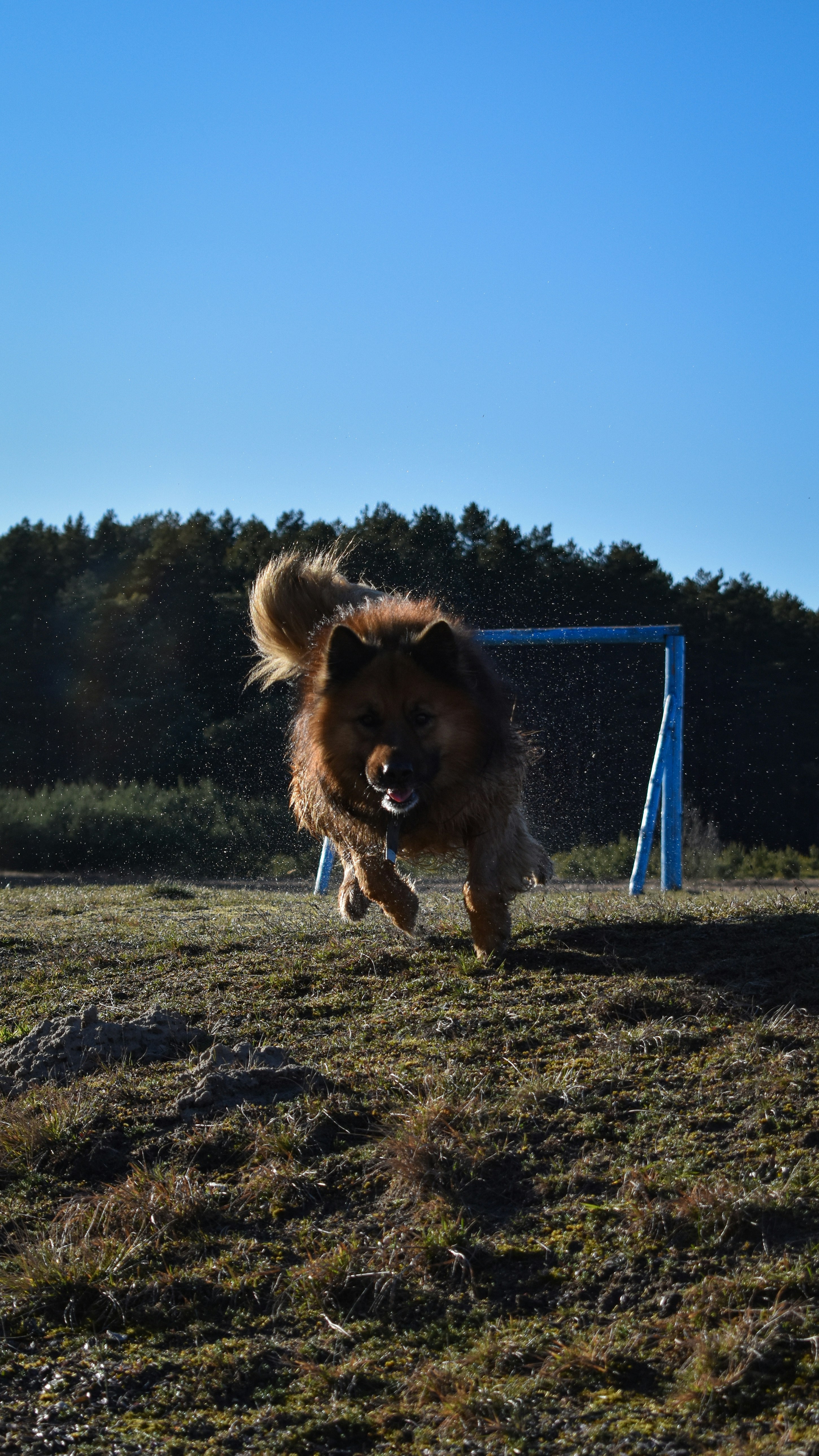 Entre Chiens et Chats (Decize) — Decize