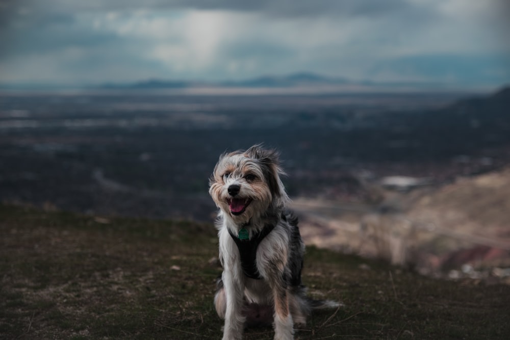 white and black long coated small dog on black soil during daytime