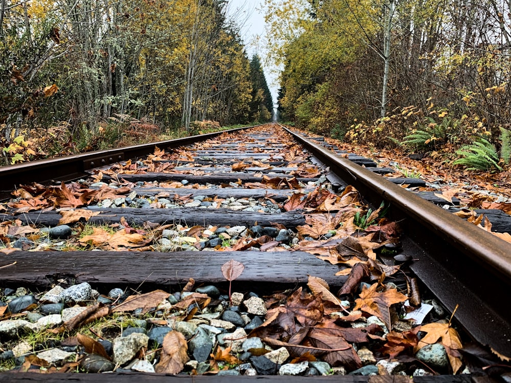 brown train rail surrounded by trees during daytime