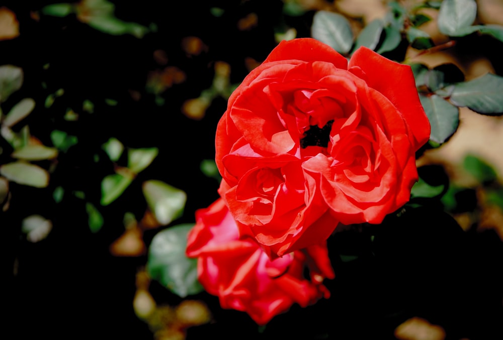 red rose in bloom during daytime