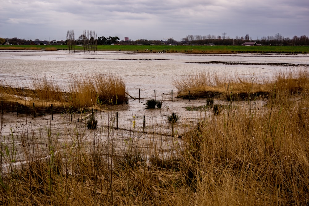 green grass on lake under cloudy sky during daytime