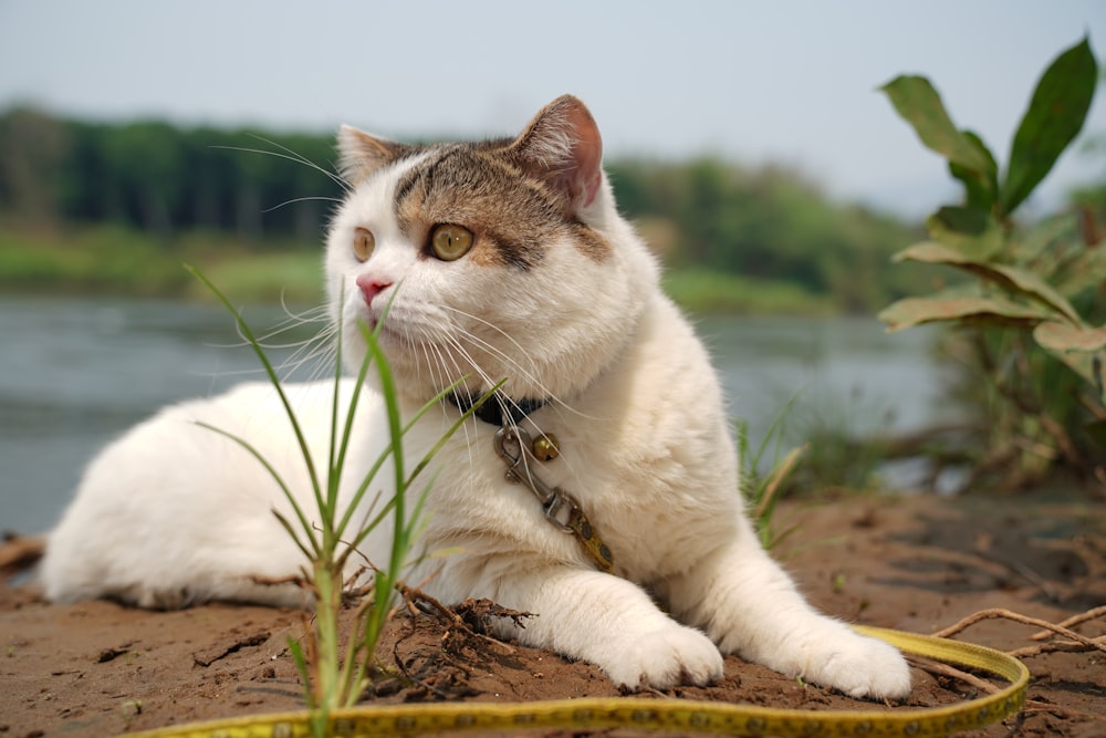 white and brown cat on brown dried leaves