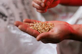 person holding brown and white flower petals