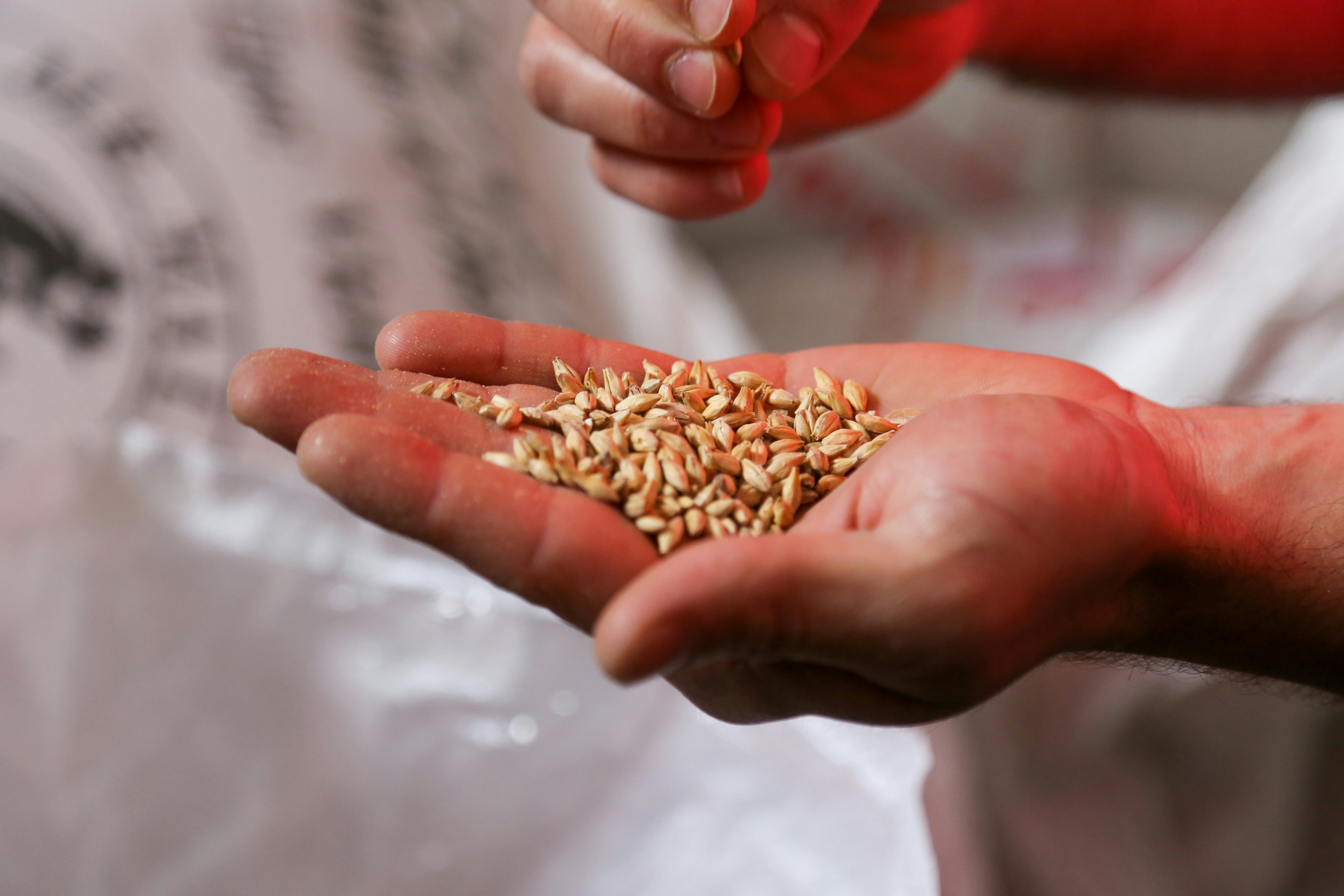 person holding brown and white flower petals