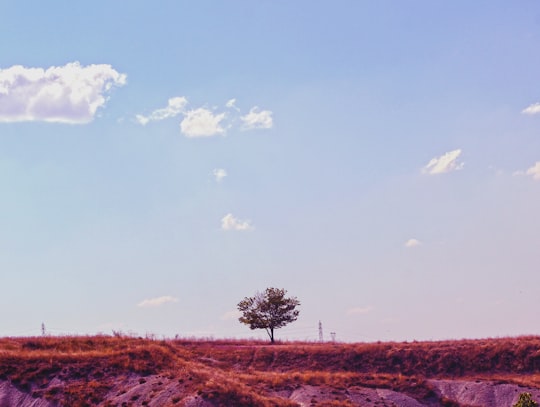 green tree on brown grass field under white clouds and blue sky during daytime in Göreme Turkey