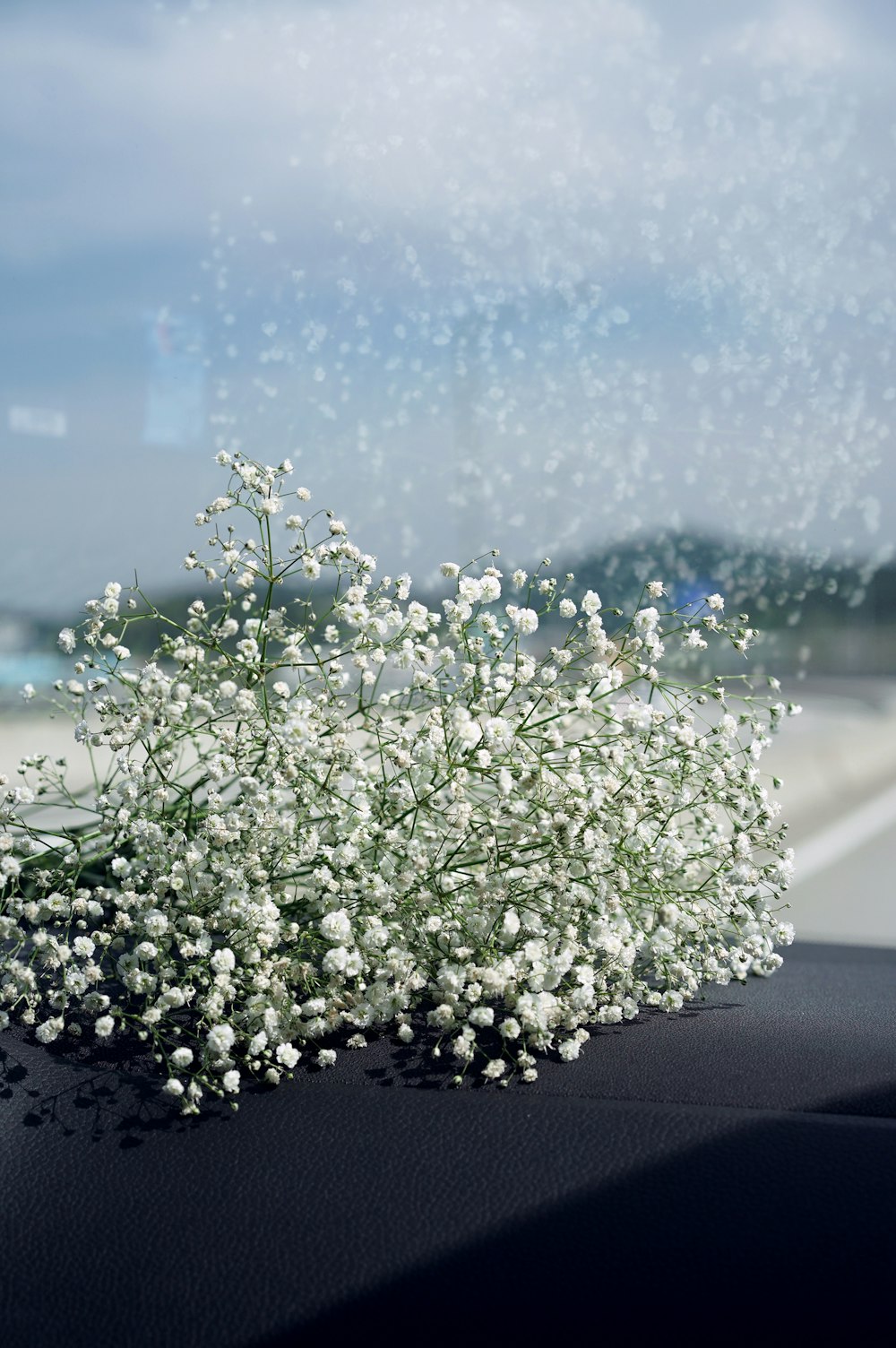 weiße Blüten mit Wassertröpfchen