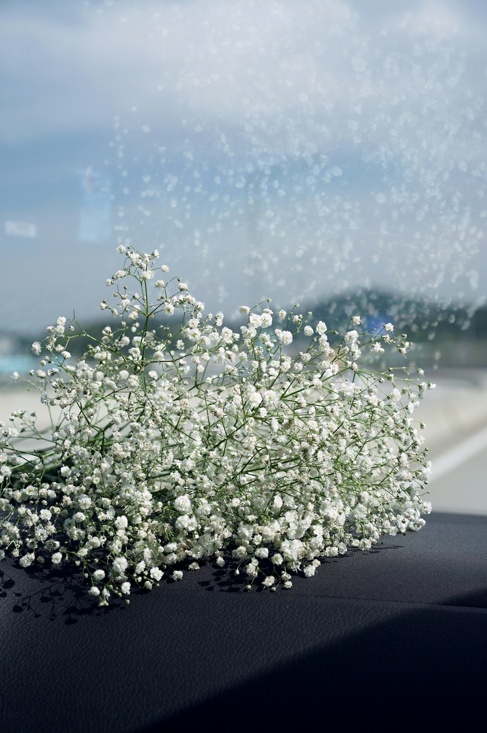 fleurs blanches avec des gouttelettes d’eau
