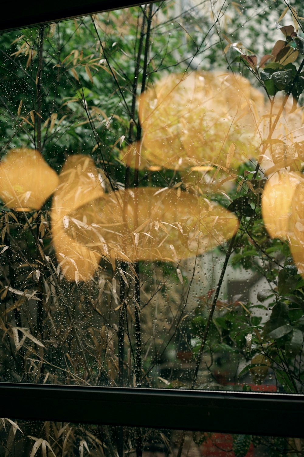 yellow leaves on brown soil