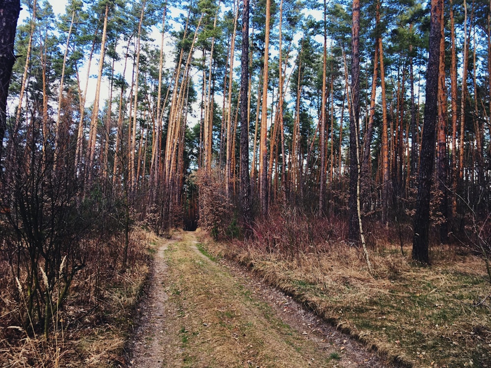 brown and green trees during daytime