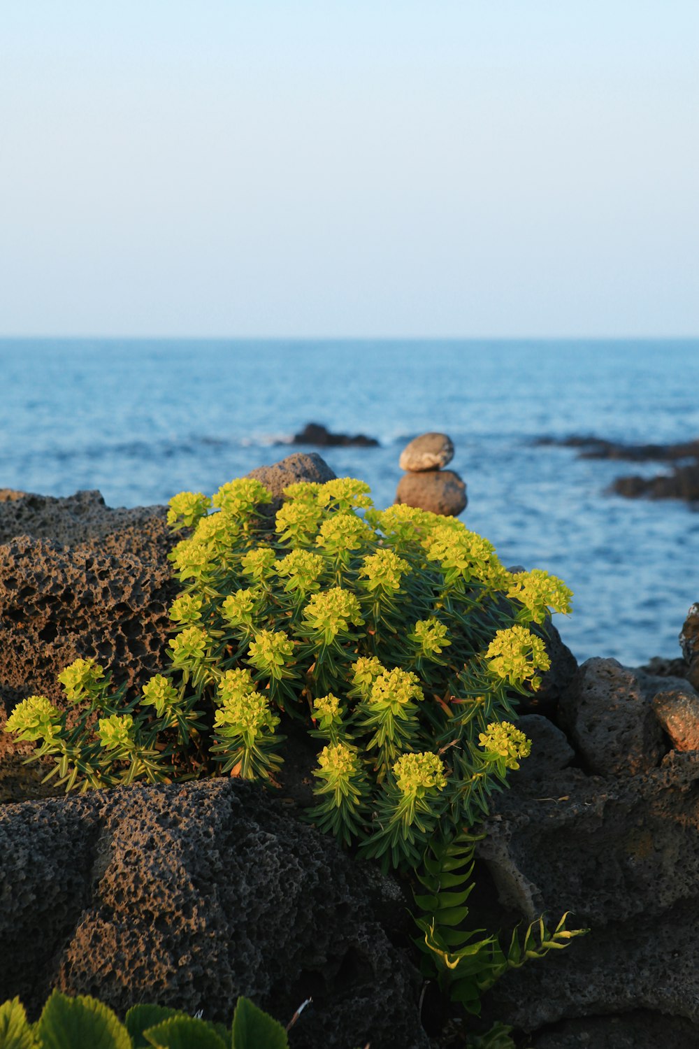 green plant on gray rock near body of water during daytime