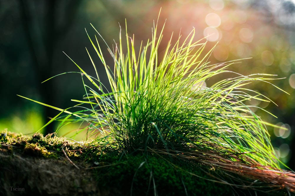 green grass on brown soil