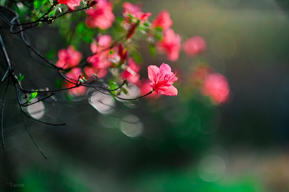 pink flowers in tilt shift lens