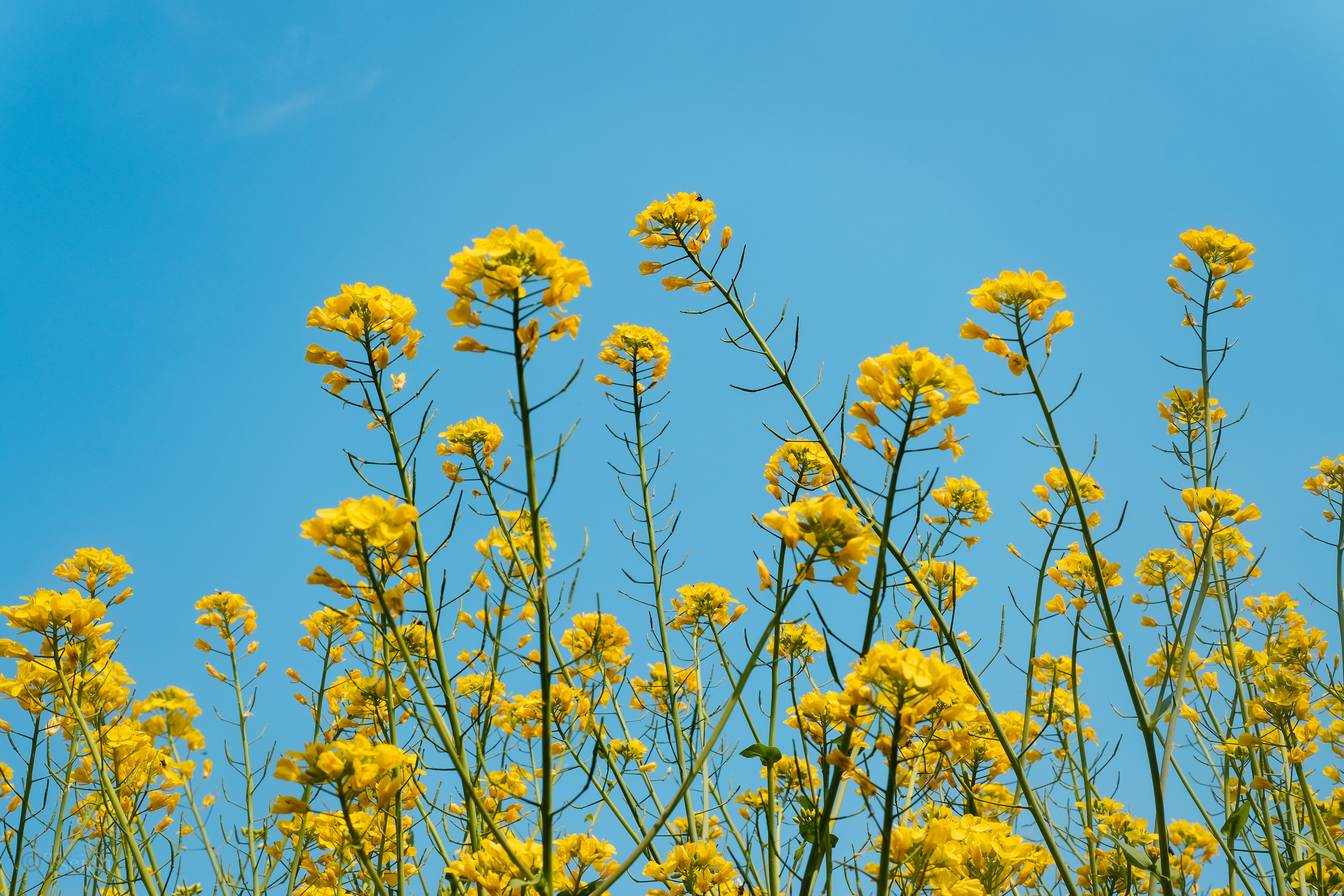 Yellow Flower Field Under Blue Sky During Daytime Photo Free 中国湖北省黄冈市image On Unsplash