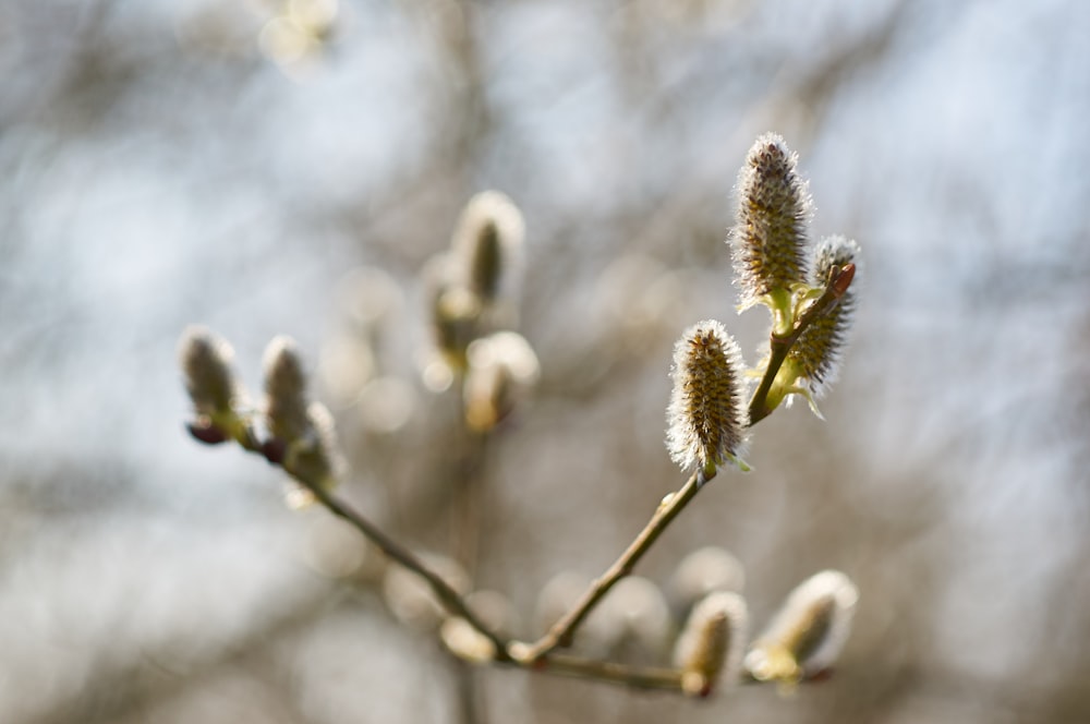 green and white flower buds