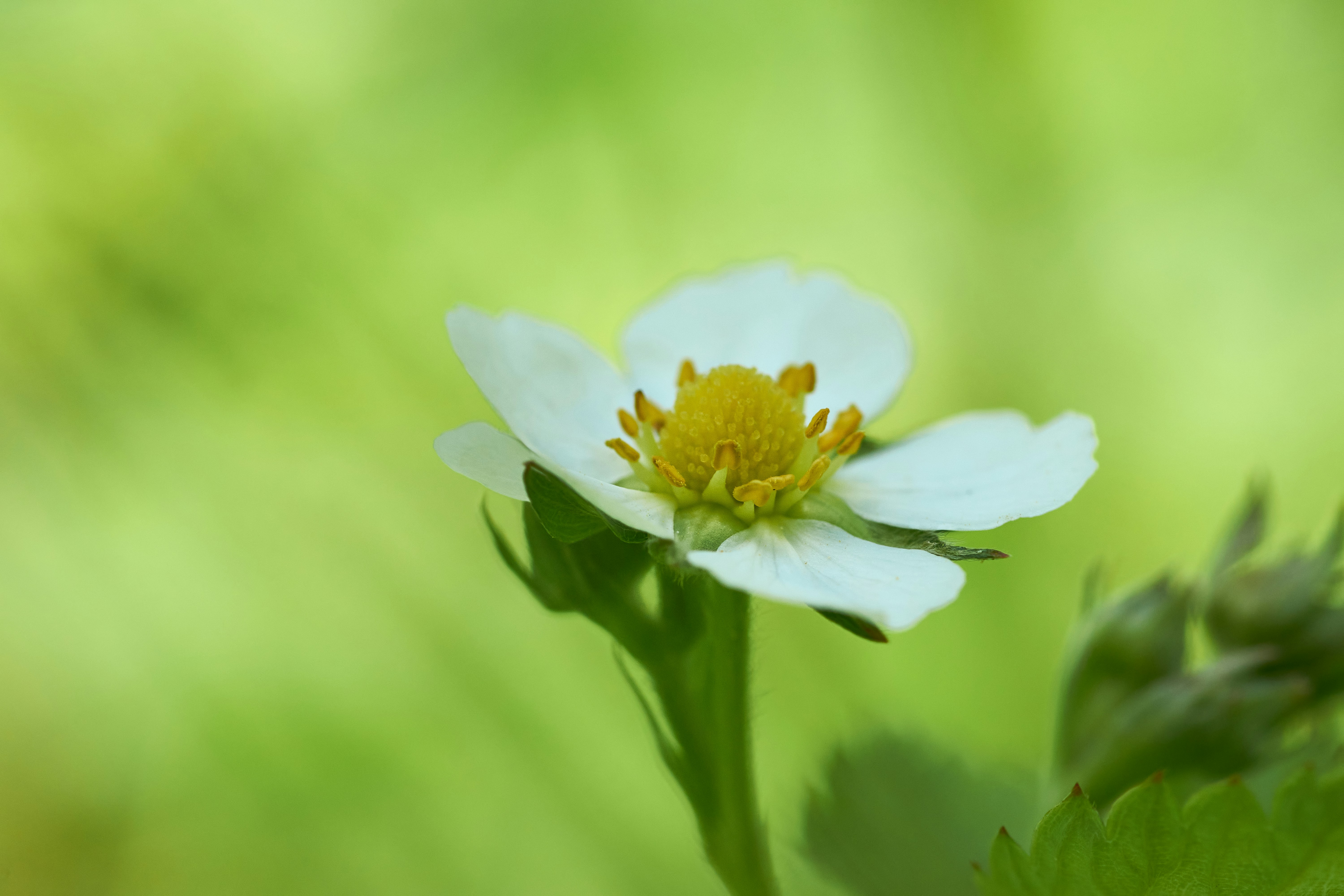 Photo by wolfgang_hasselmann