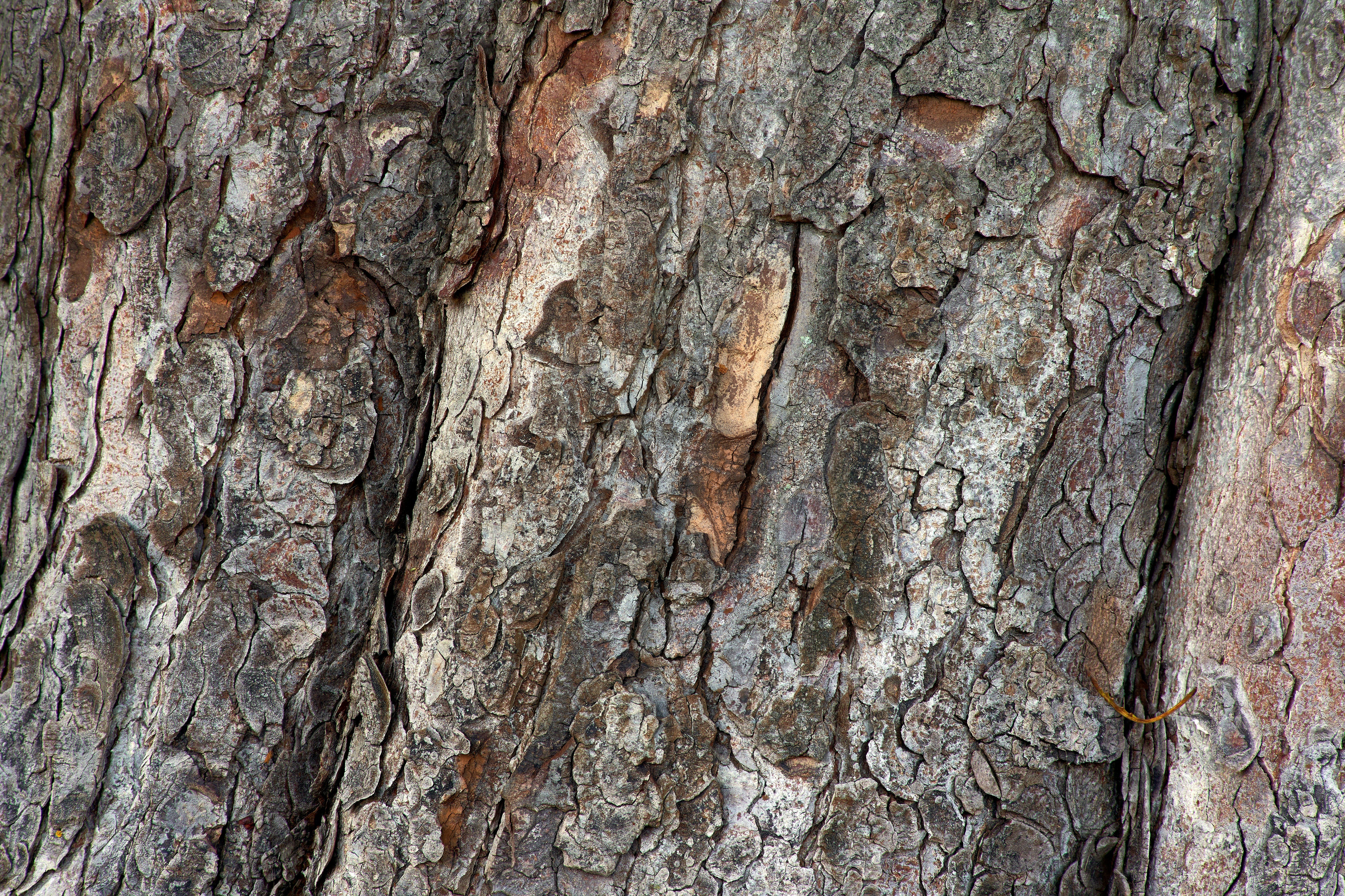 Photo by wolfgang_hasselmann