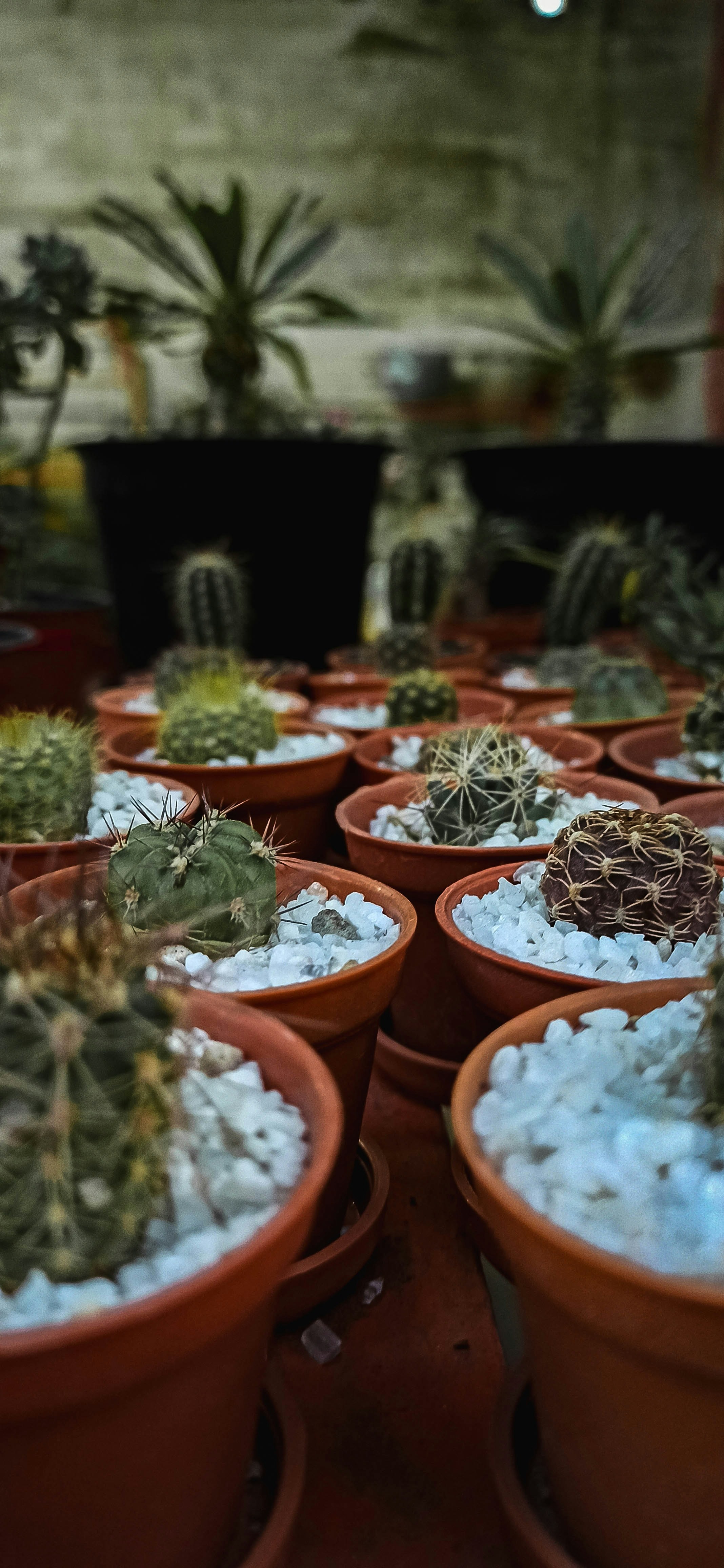 green cactus plants on brown clay pots