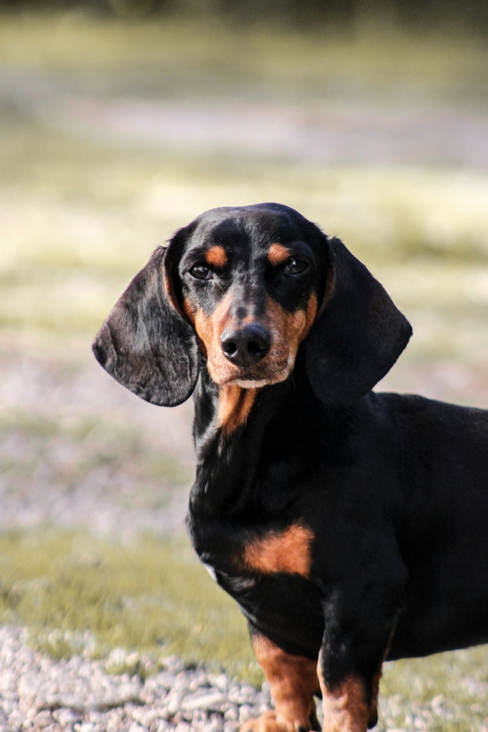 昼間の緑の芝生の上の黒と茶色の短いコートの犬