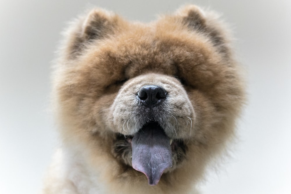 brown long coated dog showing tongue