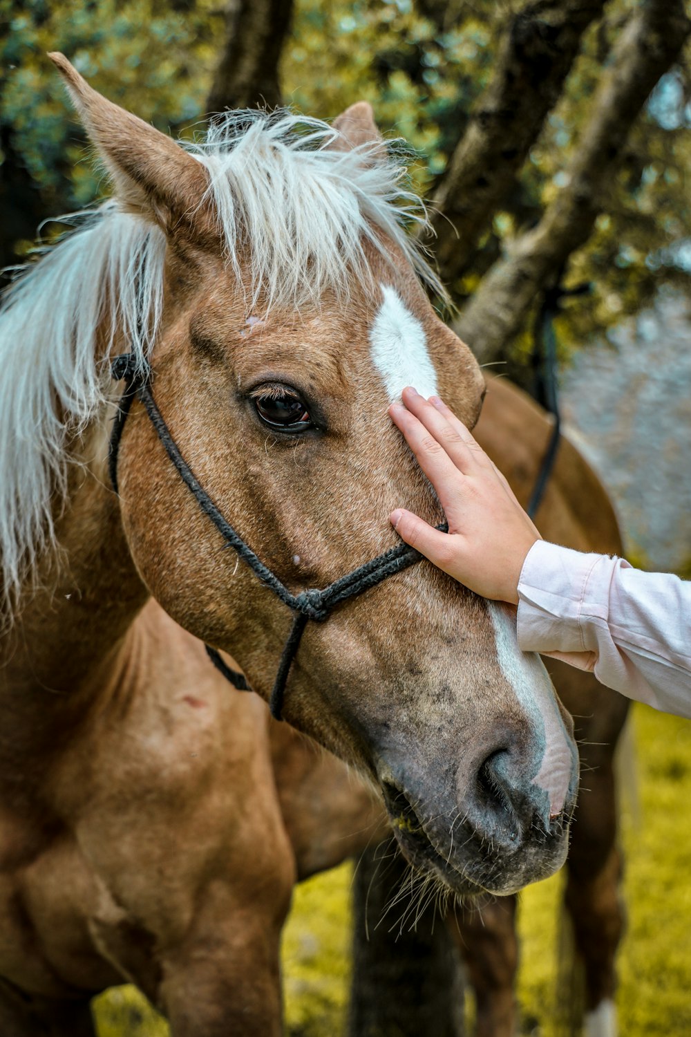 brown and white horse during daytime