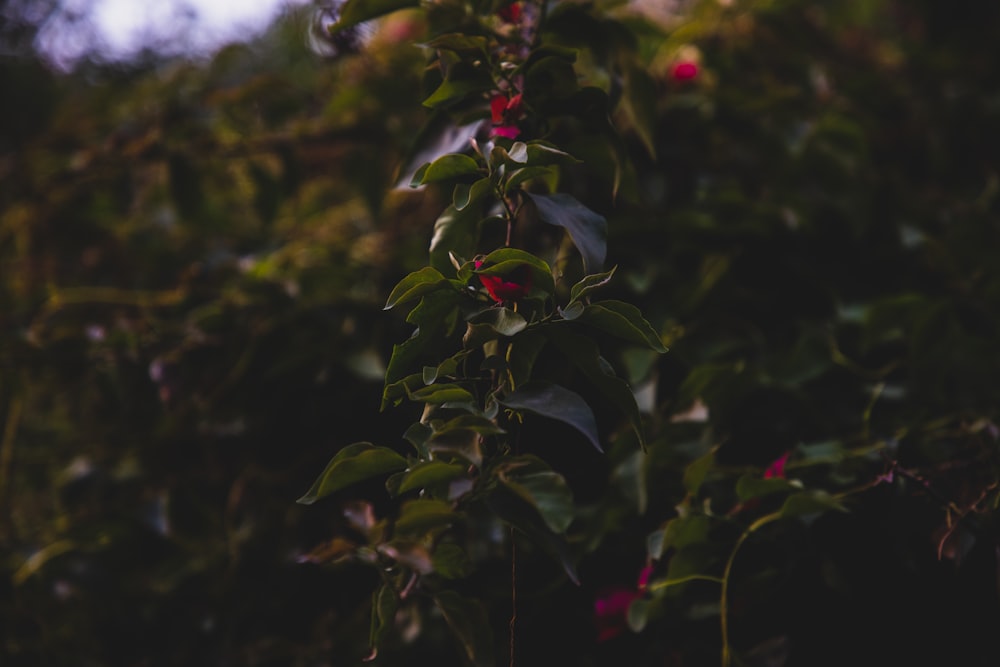 red flower with green leaves