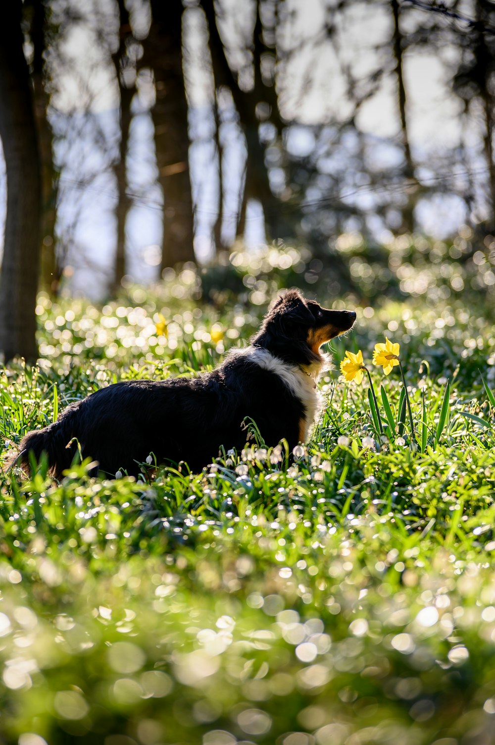 black white and brown short coated dog on green grass field during daytime