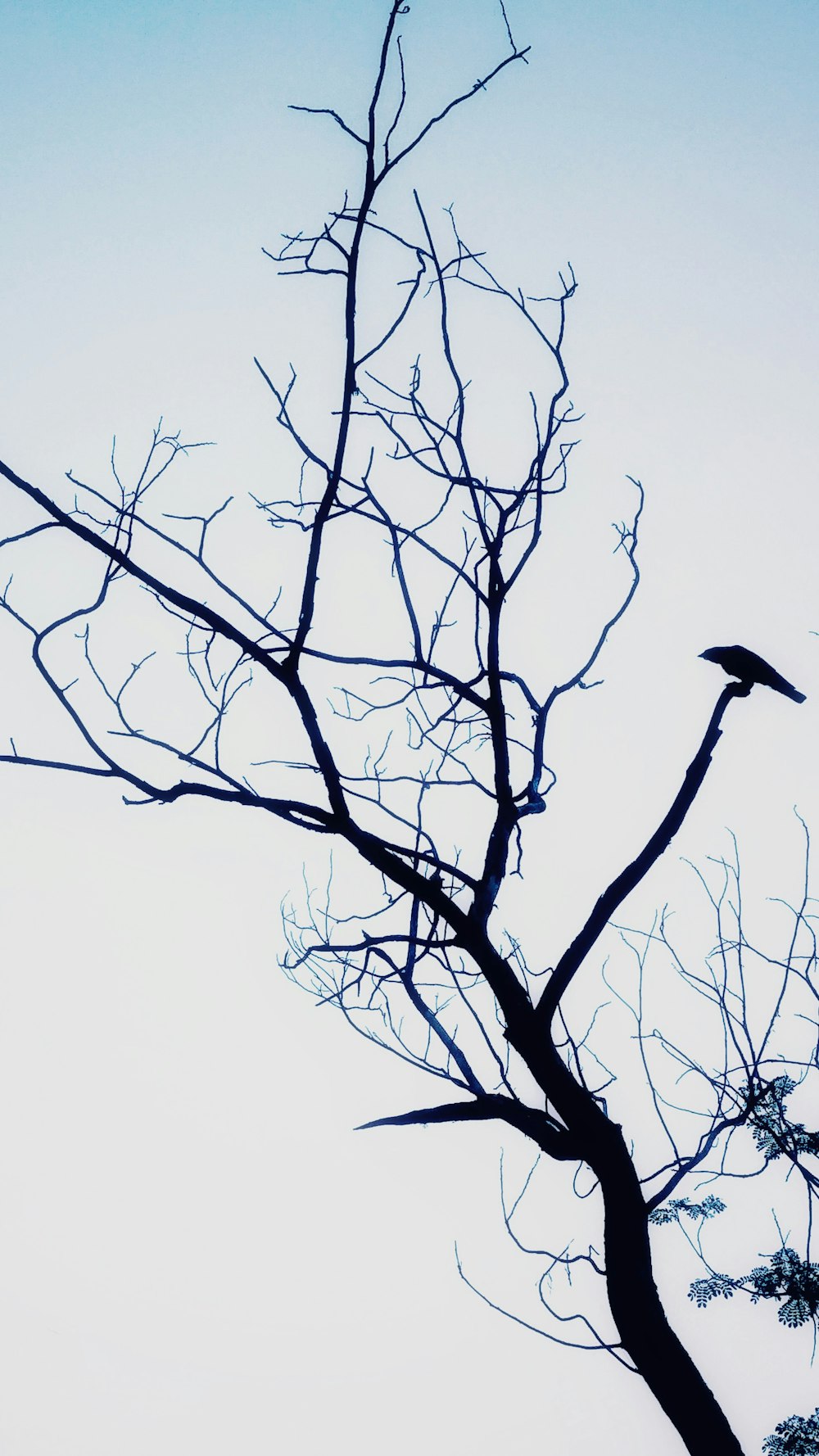 black bird on bare tree during daytime