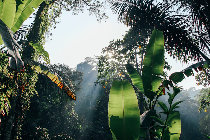 Jungle canopy with sunlight through banana leaves