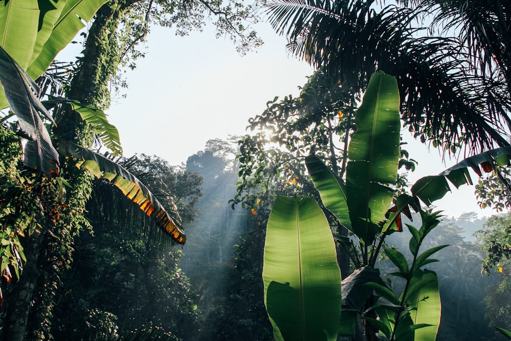 green banana tree under white sky during daytime