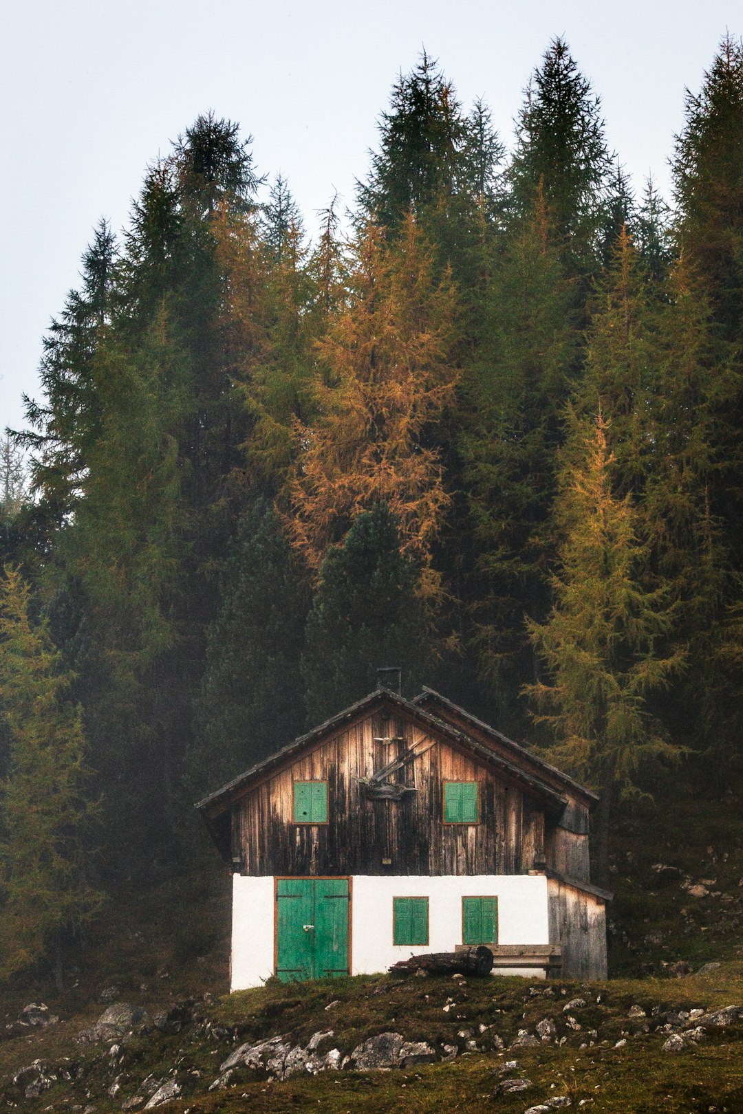 white and brown wooden house in the middle of forest