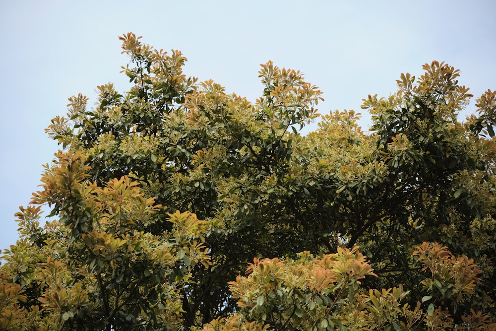 green and yellow leaf tree