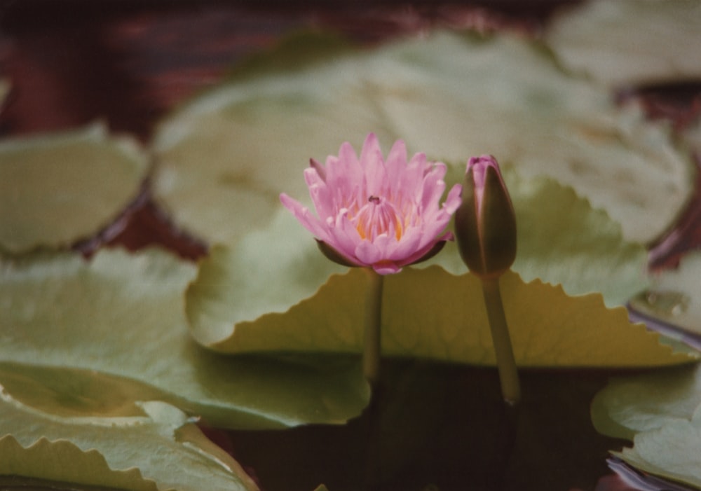 pink and white flower in macro shot