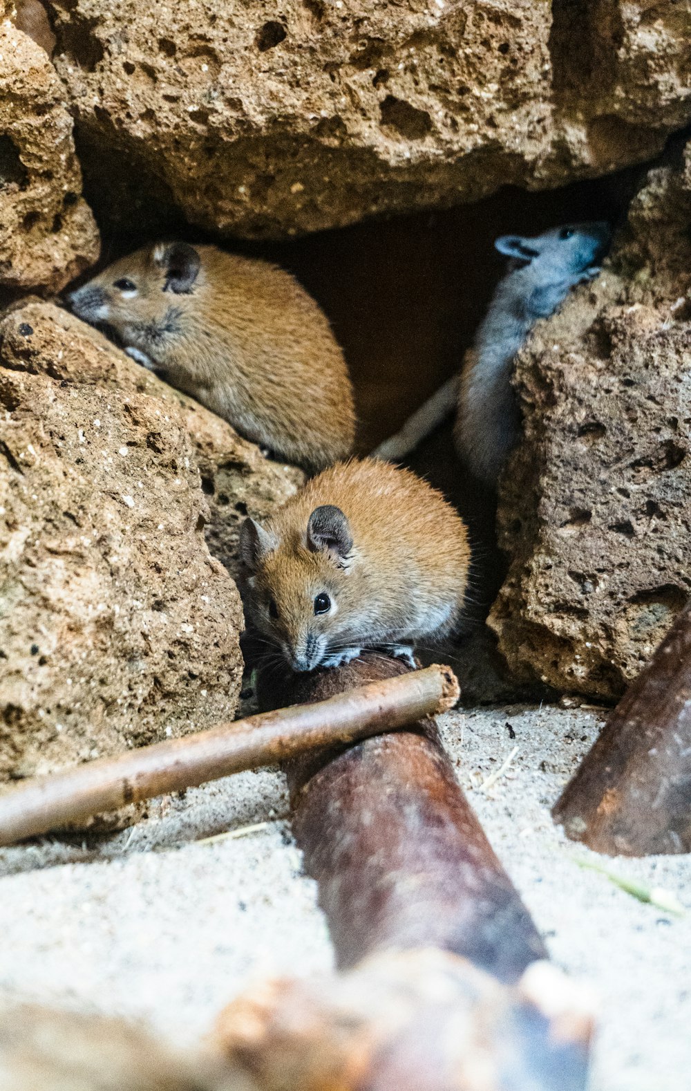 brown and black rodent on brown soil