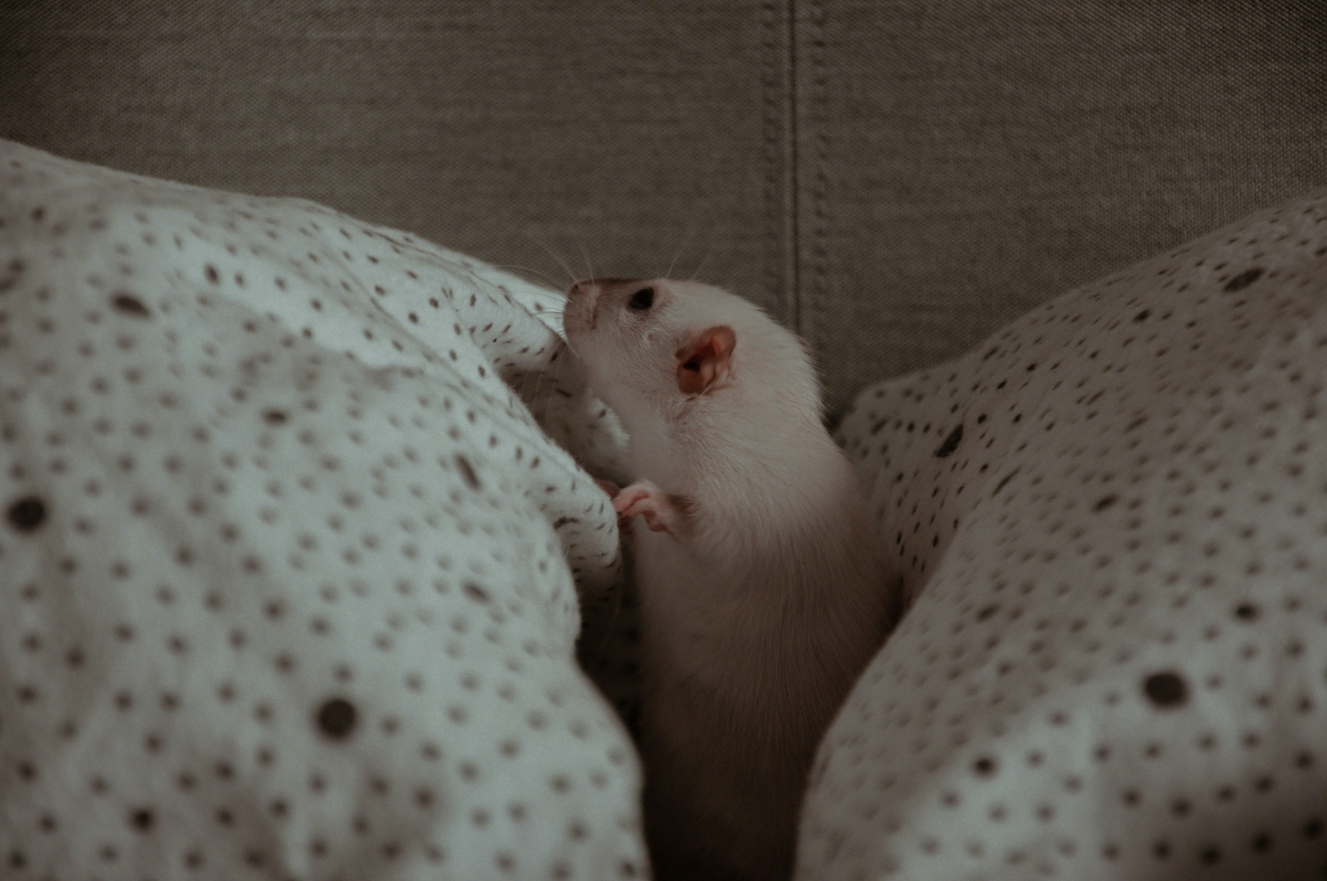 Therapy Rats: Comfort and Healing in Small Packages (image credits: unsplash)