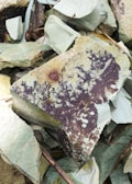 A collection of rocks, with the focus on one rock that has distinct dark brown and black dendritic patterns against a light greenish surface. The patterns resemble branches or tree-like structures. Surrounding rocks have a similar light greenish-gray color and rough textures.