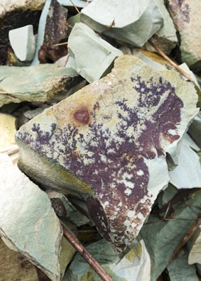 A collection of rocks, with the focus on one rock that has distinct dark brown and black dendritic patterns against a light greenish surface. The patterns resemble branches or tree-like structures. Surrounding rocks have a similar light greenish-gray color and rough textures.